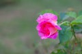 Rose in the gardenÃÂ at Khun Wang ,Chiang Mai, Thailand,